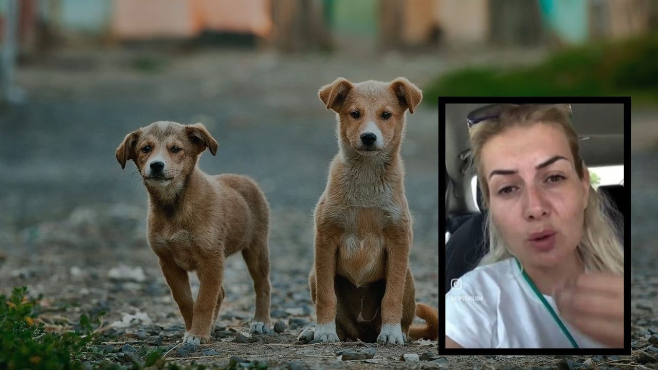 Şanlıurfa'da kuduz köpek vakası! Buket Özgünlü tutuklanmıştı, 4 kişi hakkında daha kararı çıktı Şanlıurfa'da kuduz köpek vakası! Buket Özgünlü tutuklanmıştı, 4 kişi hakkında kararı çıktı - 4. Resim