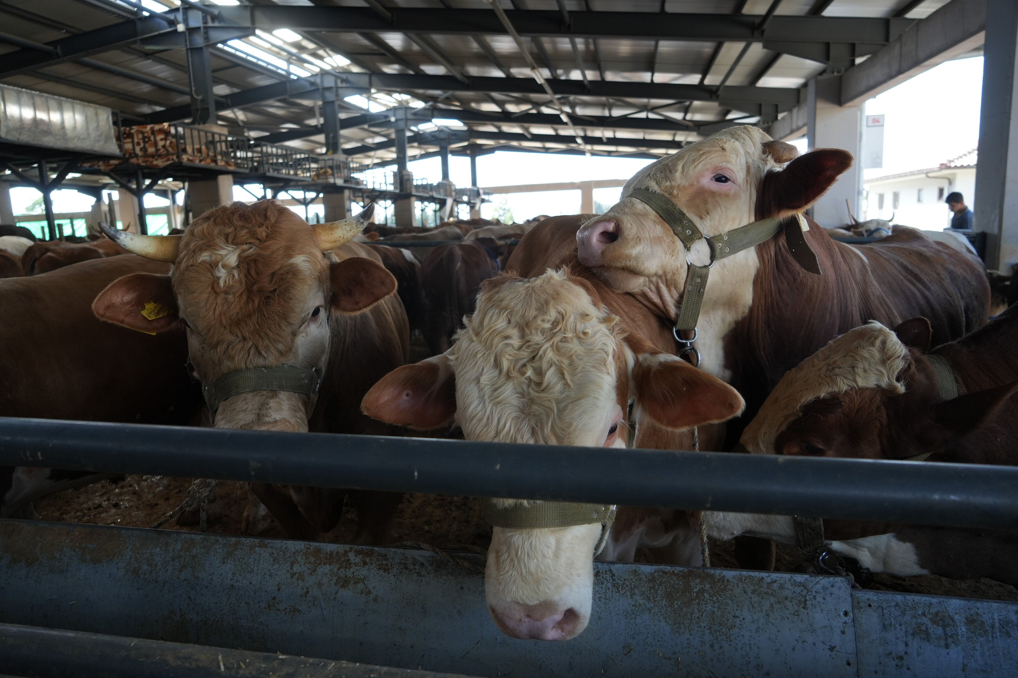 Vatandaşın beklediği oldu! Satış olmayınca kurbanlıklara indirim geldi Vatandaşın beklediği oldu! Satış olmayınca kurbanlıklara indirim geldi - 1. Resim