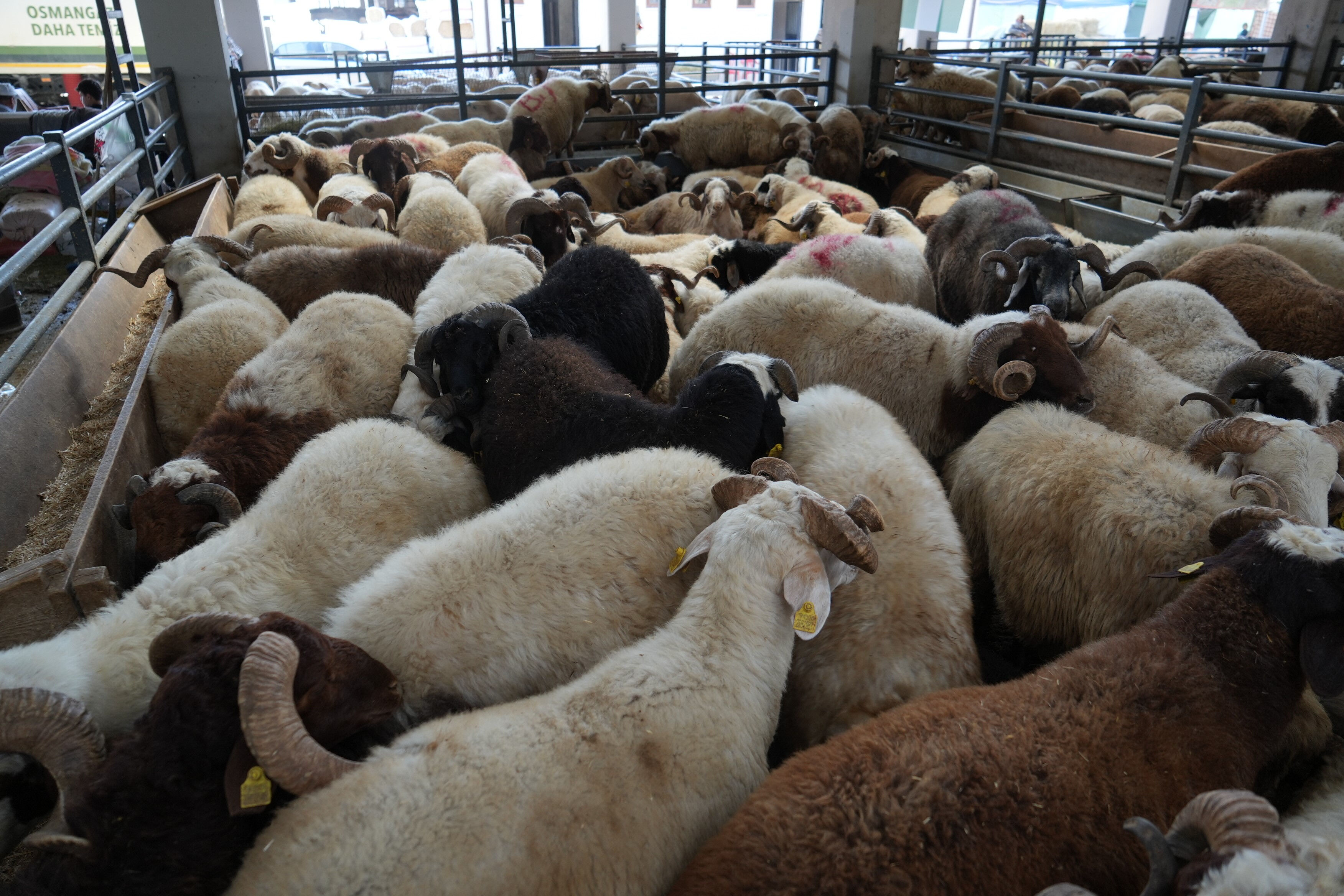 Vatandaşın beklediği oldu! Satış olmayınca kurbanlıklara indirim geldi Vatandaşın beklediği oldu! Satış olmayınca kurbanlıklara indirim geldi - 2. Resim