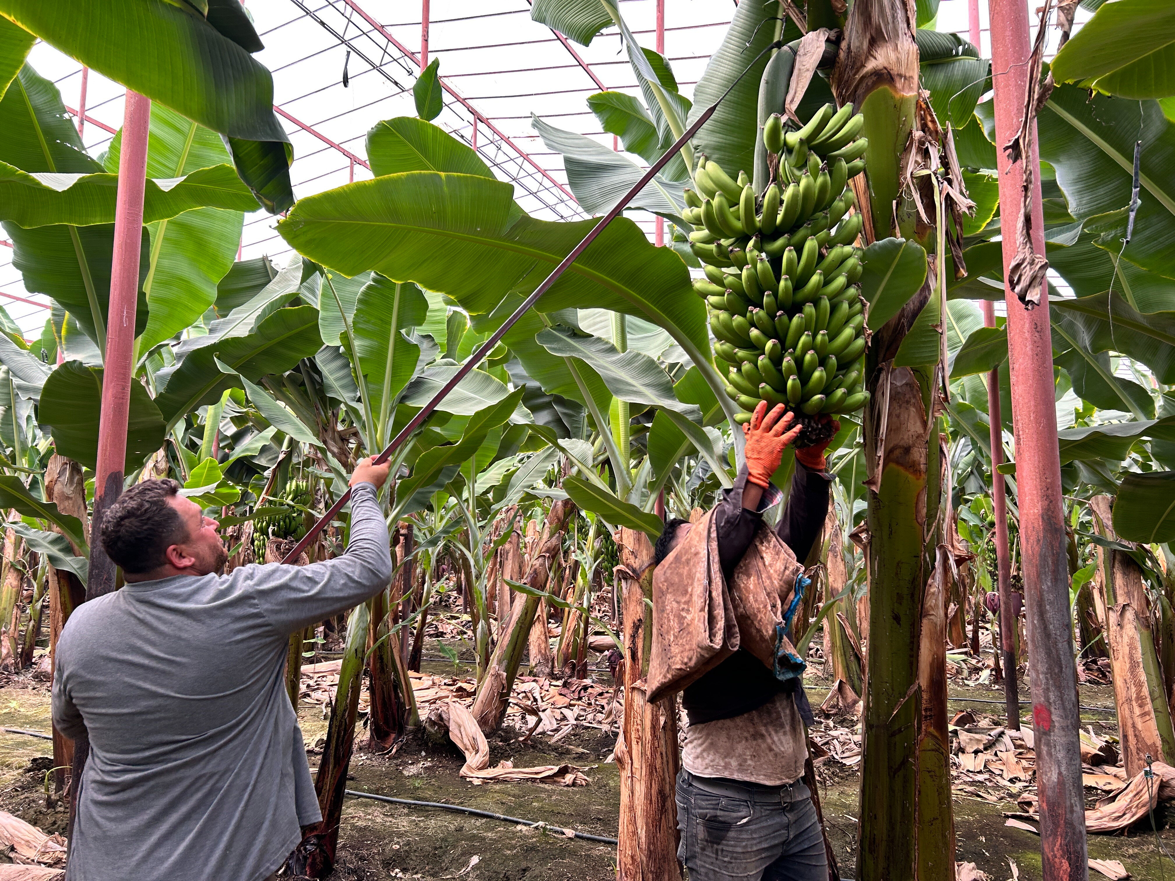 Deprem bölgesinde hasat zamanı! Muzun kilosu tarlada 32 TL - 1. Resim