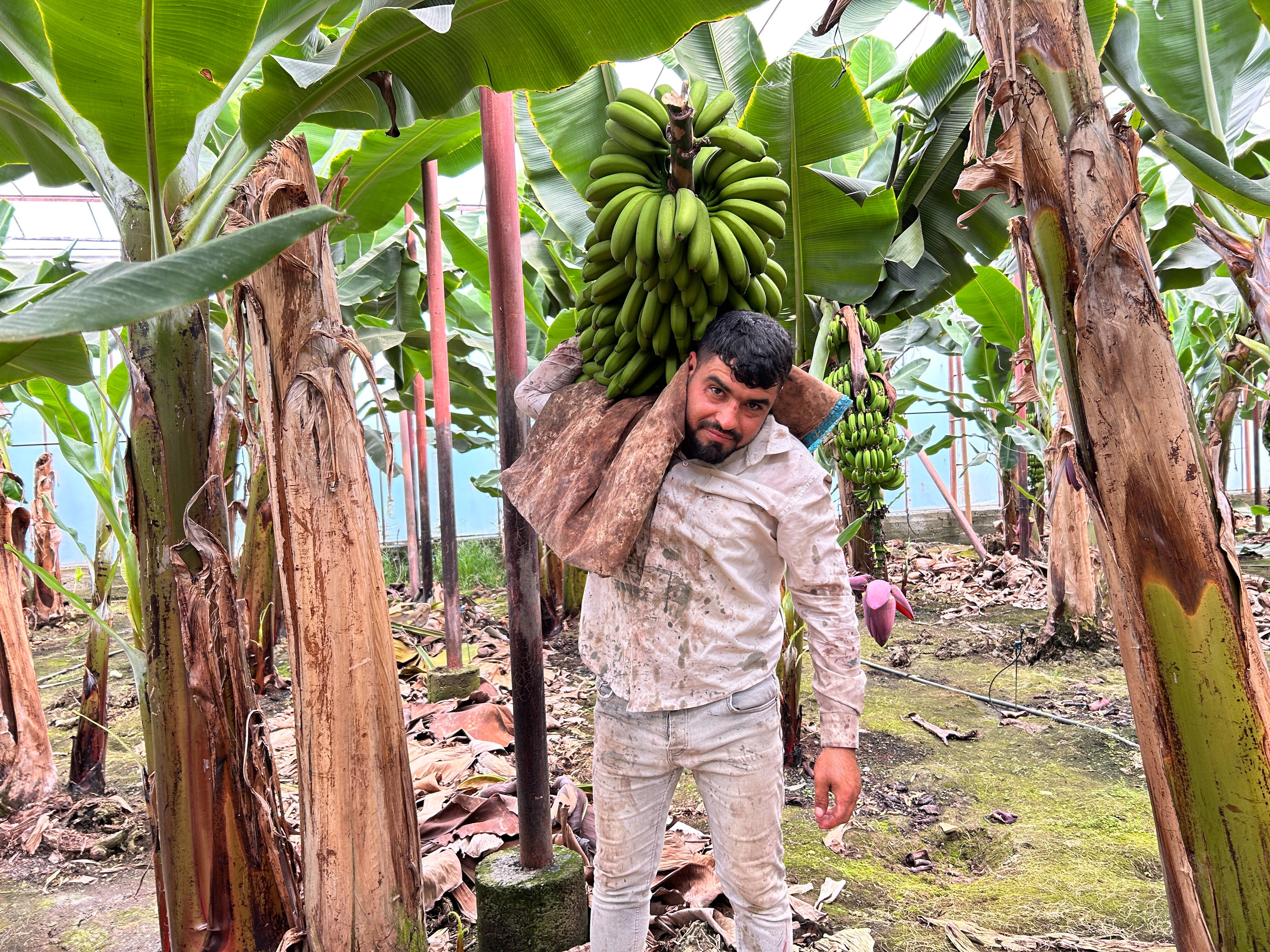Deprem bölgesinde hasat zamanı! Muzun kilosu tarlada 32 TL - 2. Resim