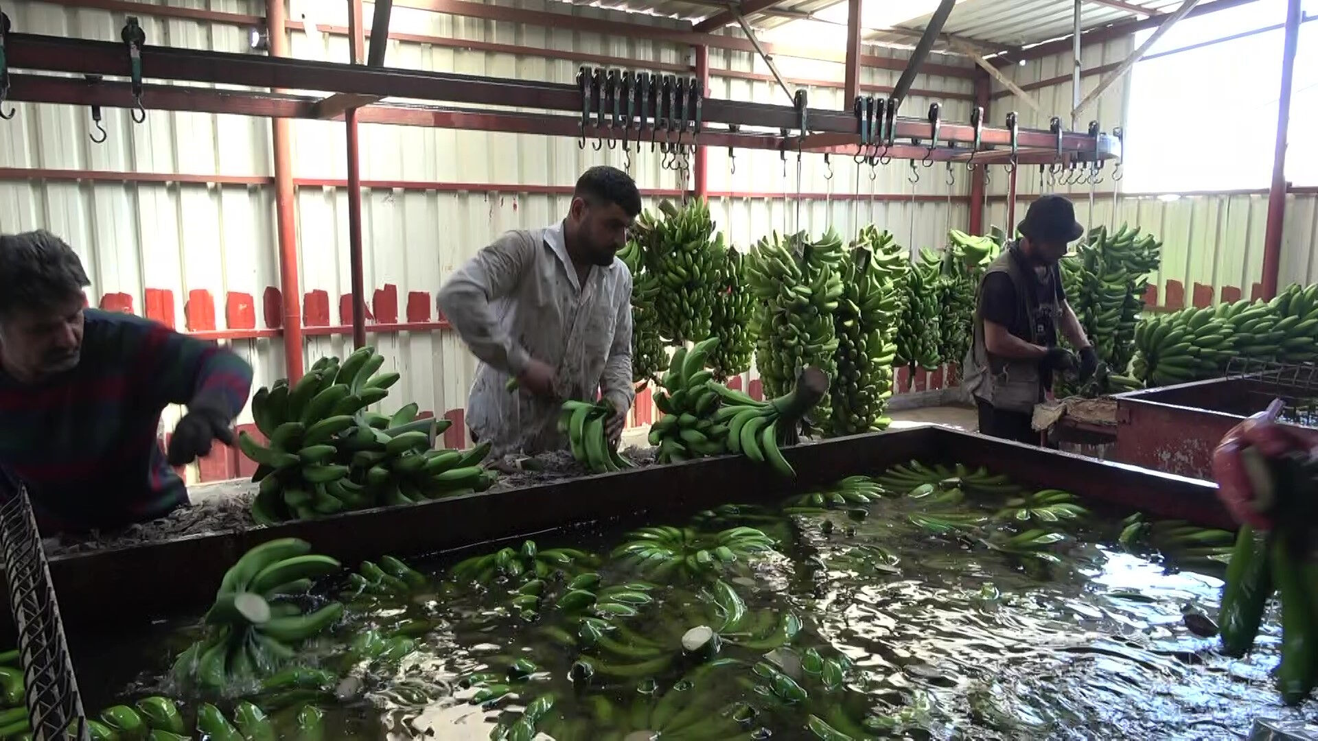 Deprem bölgesinde hasat zamanı! Muzun kilosu tarlada 32 TL - 3. Resim