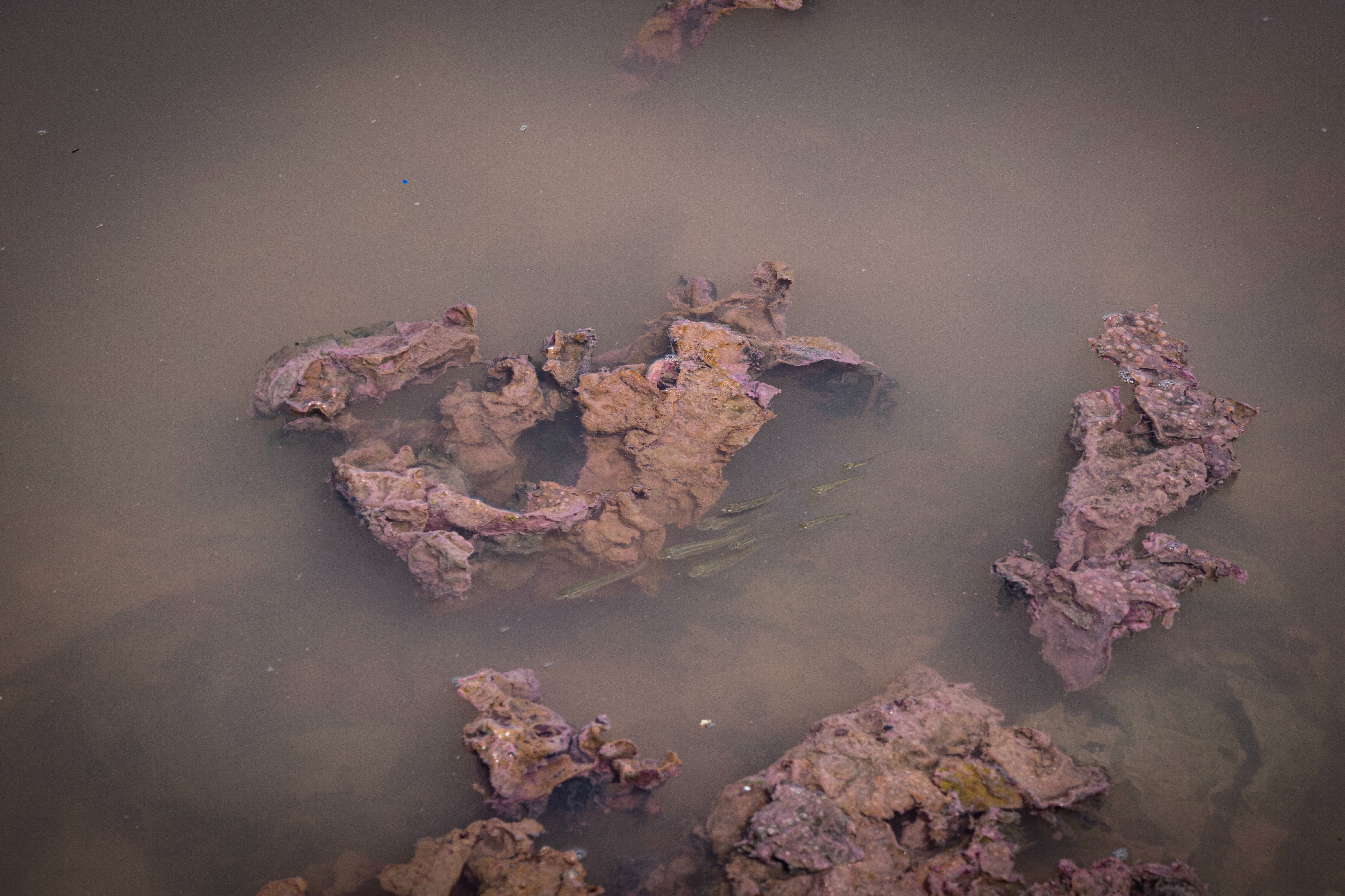 Karşıyaka ve Balçova'da denizin rengi değişti! Karşıyaka ve Balçova'da denizin rengi değişti! - 3. Resim