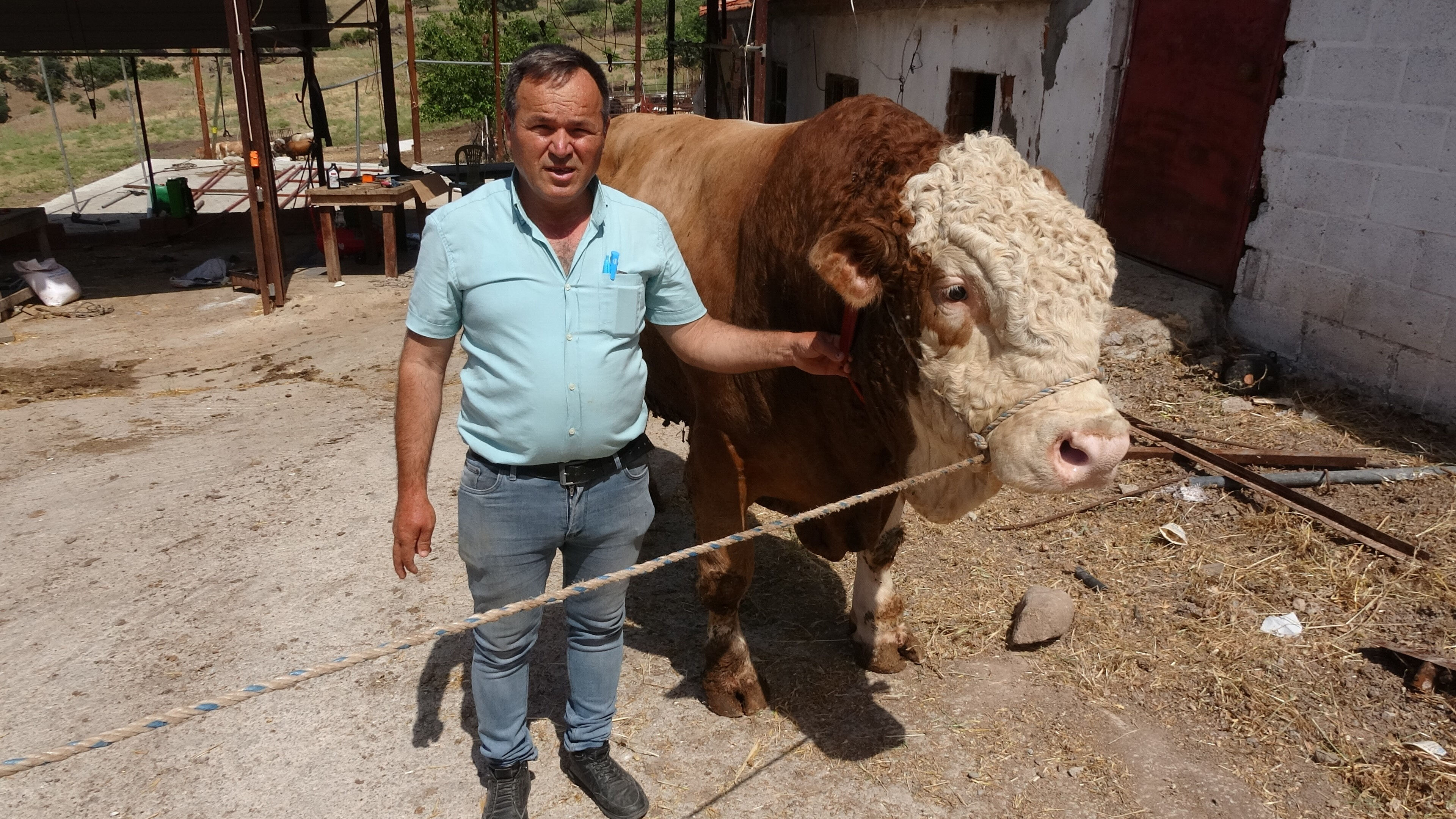 Kurbanlıklar ne kadar? 1 ton 700 kilogramlık boğa, araba fiyatına satışta - 1. Resim