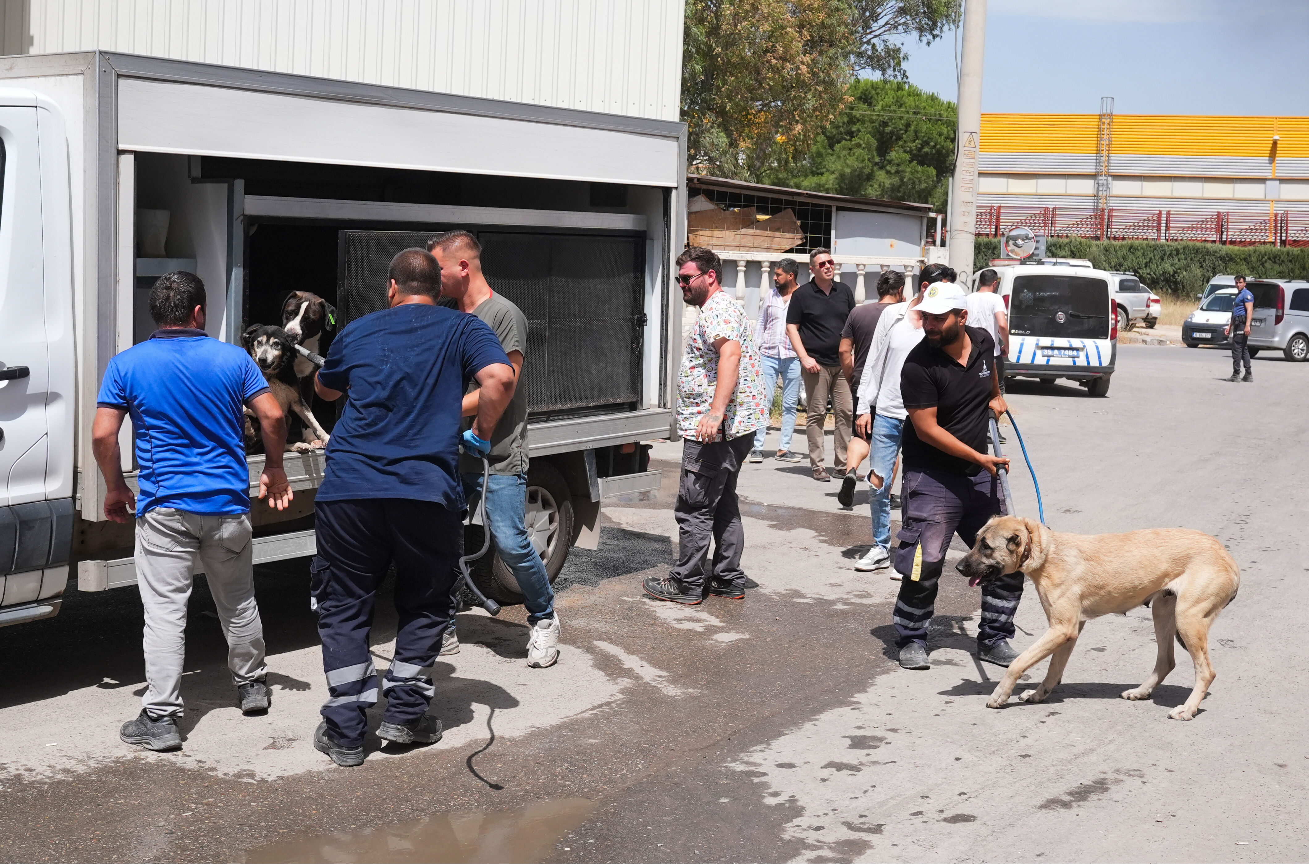 İzmir'de palet depolarında dev yangın! Belediyenin barınağındaki kedi-köpekler tahliye edildi İzmir'de palet depolarında dev yangın! Belediyenin barınağındaki kedi-köpekler tahliye edildi - 6. Resim