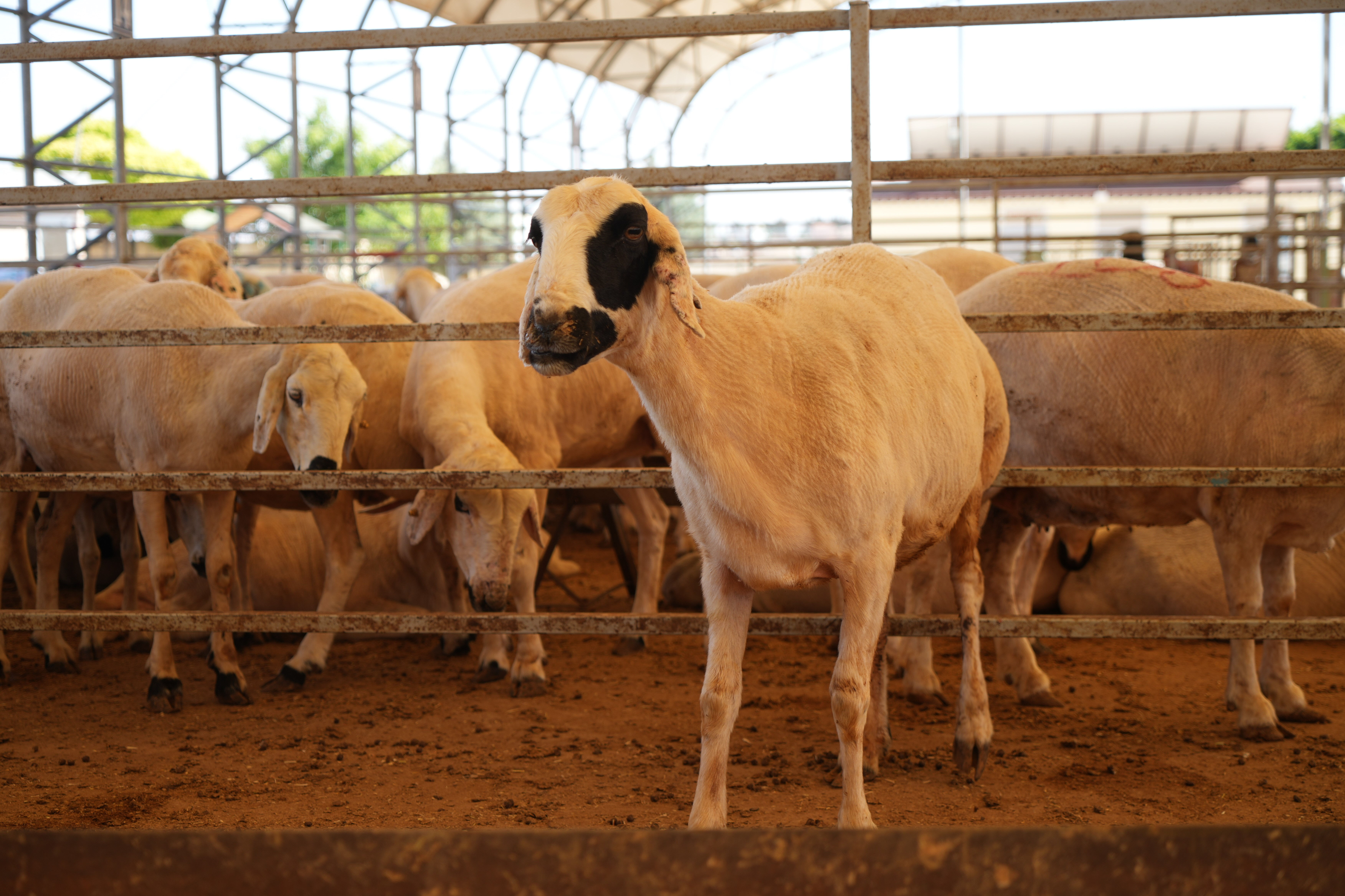 Kurbanlıklar müşterilerini bekliyor! İşte fiyatlar - 2. Resim