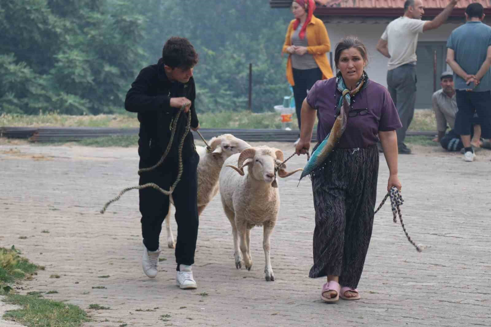 Denizli'de 7 il&ccedil;ede orman yangını! Facianın g&ouml;r&uuml;nt&uuml;leri y&uuml;rek sızlattı - 4. Resim