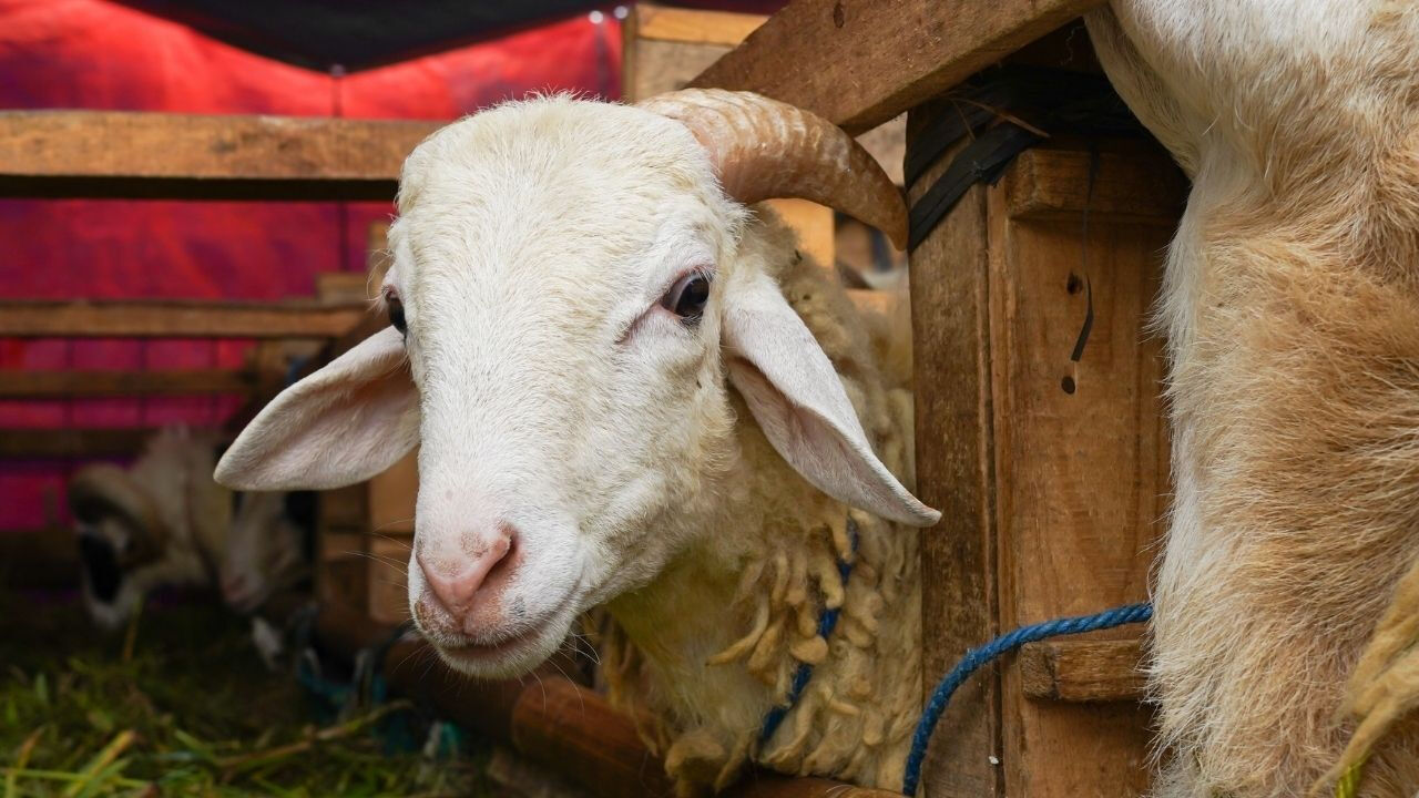 Dinimiz İslam'a göre kurban etinin üçte biri evine, üçte biri komşulara, gerisini fakirlere vermek müstehabdır - 2. Resim
