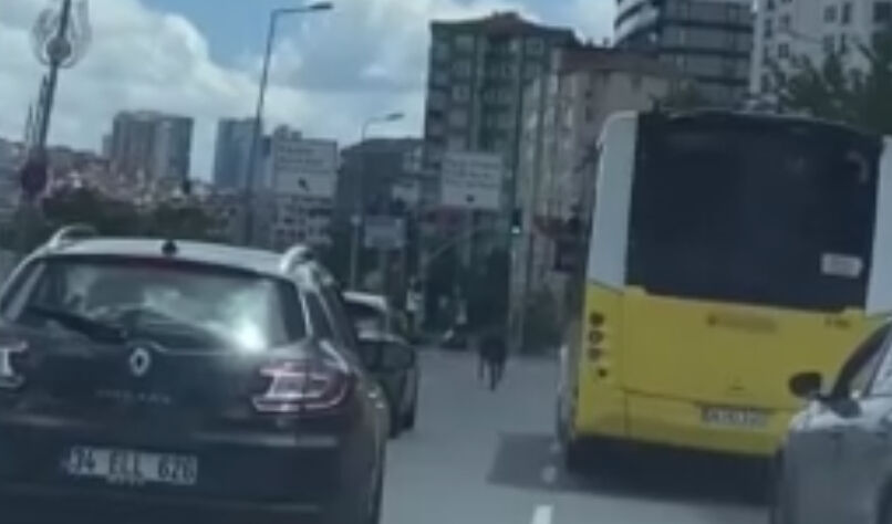 Kurban Bayramı öncesinden Kağıthane'den kaçan dana iki ilçe gezmesine rağmen yakalanamadı Kurban Bayramı öncesinden Kağıthane'den kaçan dana iki ilçe gezmesine rağmen yakalanamadı - 3. Resim