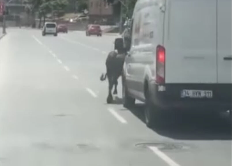 Kurban Bayramı öncesinden Kağıthane'den kaçan dana iki ilçe gezmesine rağmen yakalanamadı Kurban Bayramı öncesinden Kağıthane'den kaçan dana iki ilçe gezmesine rağmen yakalanamadı - 1. Resim