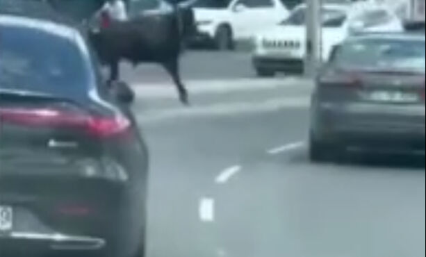 Kurban Bayramı öncesinden Kağıthane'den kaçan dana iki ilçe gezmesine rağmen yakalanamadı Kurban Bayramı öncesinden Kağıthane'den kaçan dana iki ilçe gezmesine rağmen yakalanamadı - 2. Resim