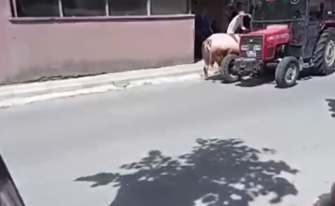 Kurban Bayramı'nın ilk 'kaçan boğayı yakalama' operasyonu İstanbul'da gerçekleşti Kurban Bayramı'nın ilk 'kaçan boğayı yakalama' operasyonu İstanbul'da gerçekleşti - 2. Resim
