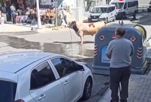 Kurban Bayramı'nın ilk 'kaçan boğayı yakalama' operasyonu İstanbul'da gerçekleşti Kurban Bayramı'nın ilk 'kaçan boğayı yakalama' operasyonu İstanbul'da gerçekleşti - 1. Resim
