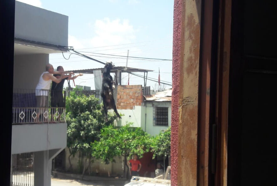 Adana'da ilginç olay! Kurbanlık keçi elektrik tellerine asılı kaldı Adana'da ilginç olay! Kurbanlık keçi elektrik tellerine asılı kaldı - 1. Resim