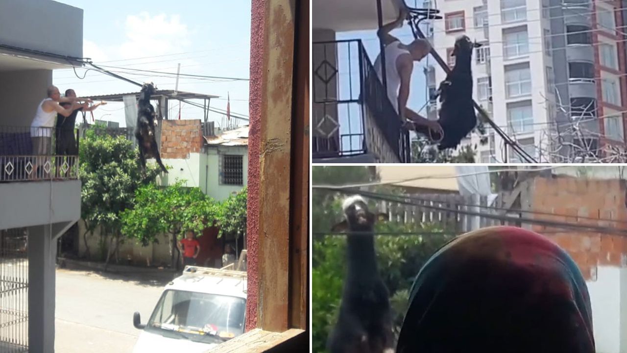 Adana'da ilginç olay! Kurbanlık keçi elektrik tellerine asılı kaldı - Gündem