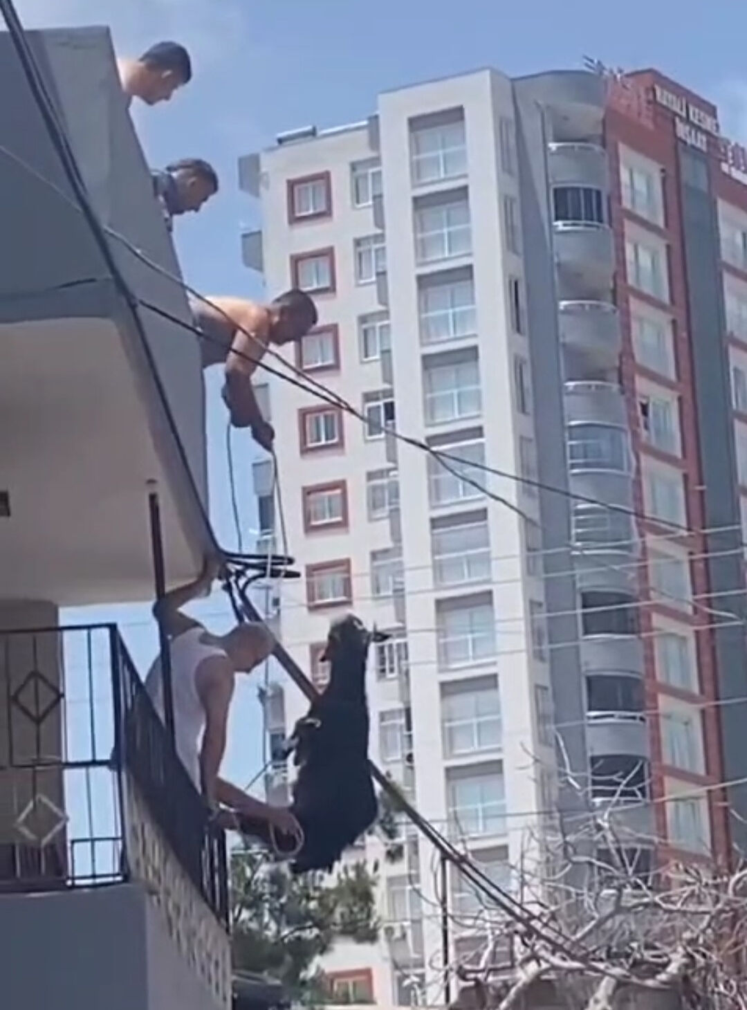 Adana'da ilginç olay! Kurbanlık keçi elektrik tellerine asılı kaldı Adana'da ilginç olay! Kurbanlık keçi elektrik tellerine asılı kaldı - 2. Resim