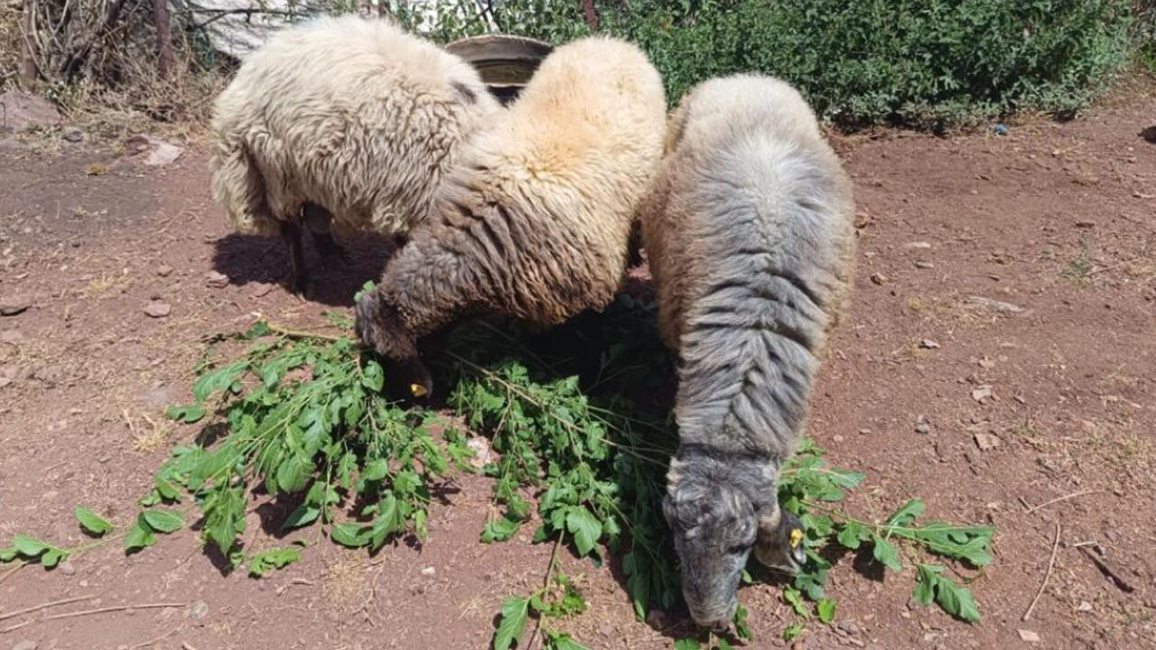 Batman'da arefe gecesi firar eden 3 ko&ccedil; 20 kilometre uzaklıkta ortaya &ccedil;ıktı - 2. Resim