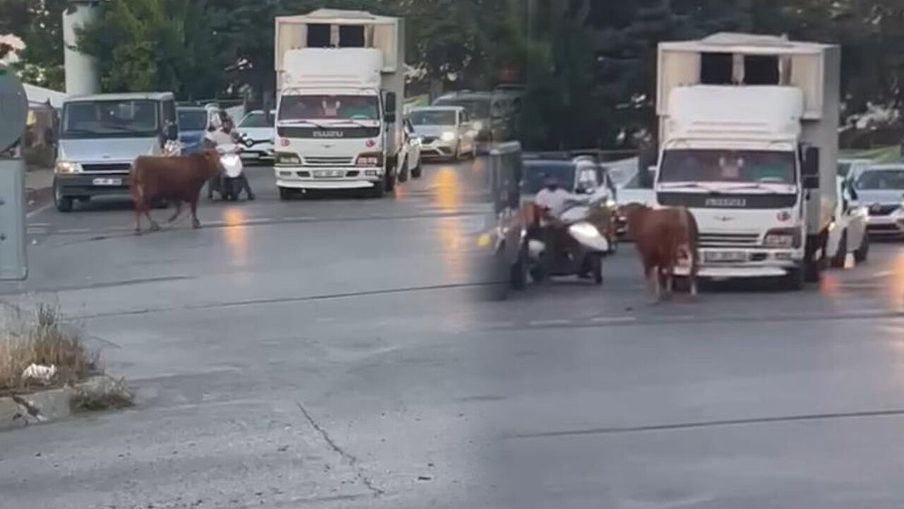 Ka&ccedil;an kurbanlıklar zor anlar yaşattı! İşte ilgin&ccedil; kareler - 3. Resim