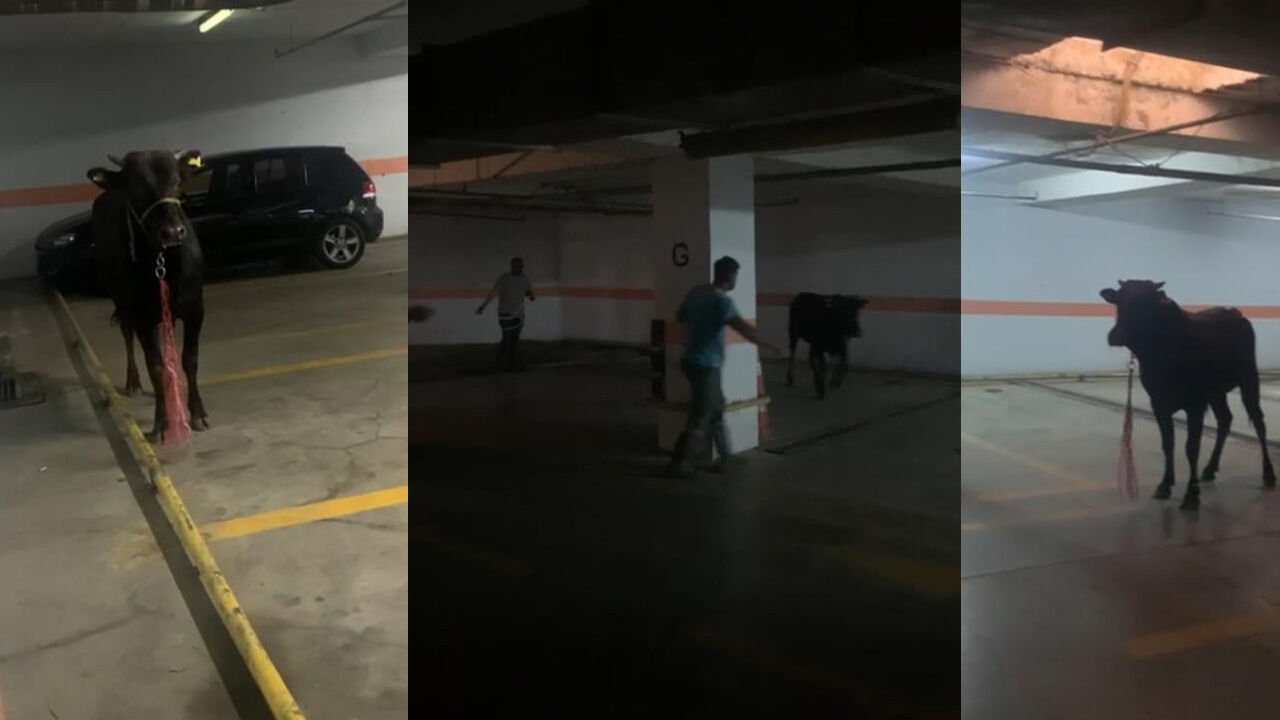 Ka&ccedil;an kurbanlıklar zor anlar yaşattı! İşte ilgin&ccedil; kareler - 1. Resim