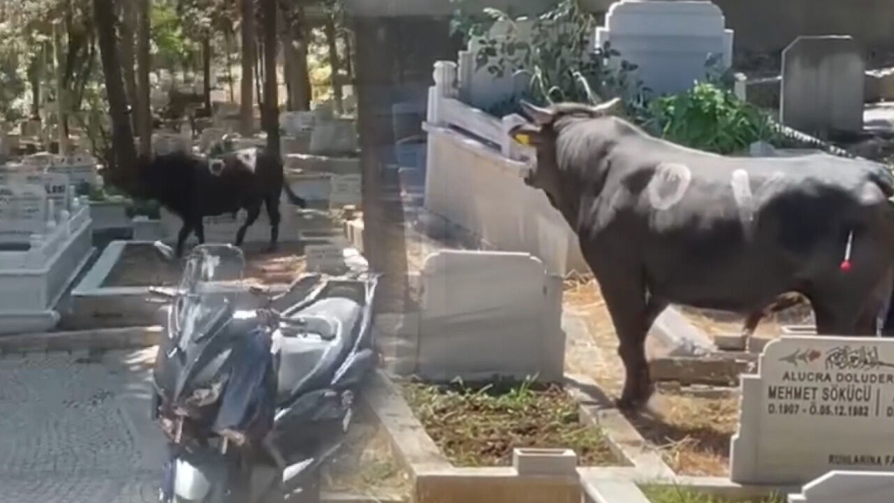 Ka&ccedil;an kurbanlıklar zor anlar yaşattı! İşte ilgin&ccedil; kareler - 2. Resim