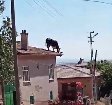Sahibinden kaçan hayvan çatıya çıktı! Düştüğü anlar korkunç - 1. Resim