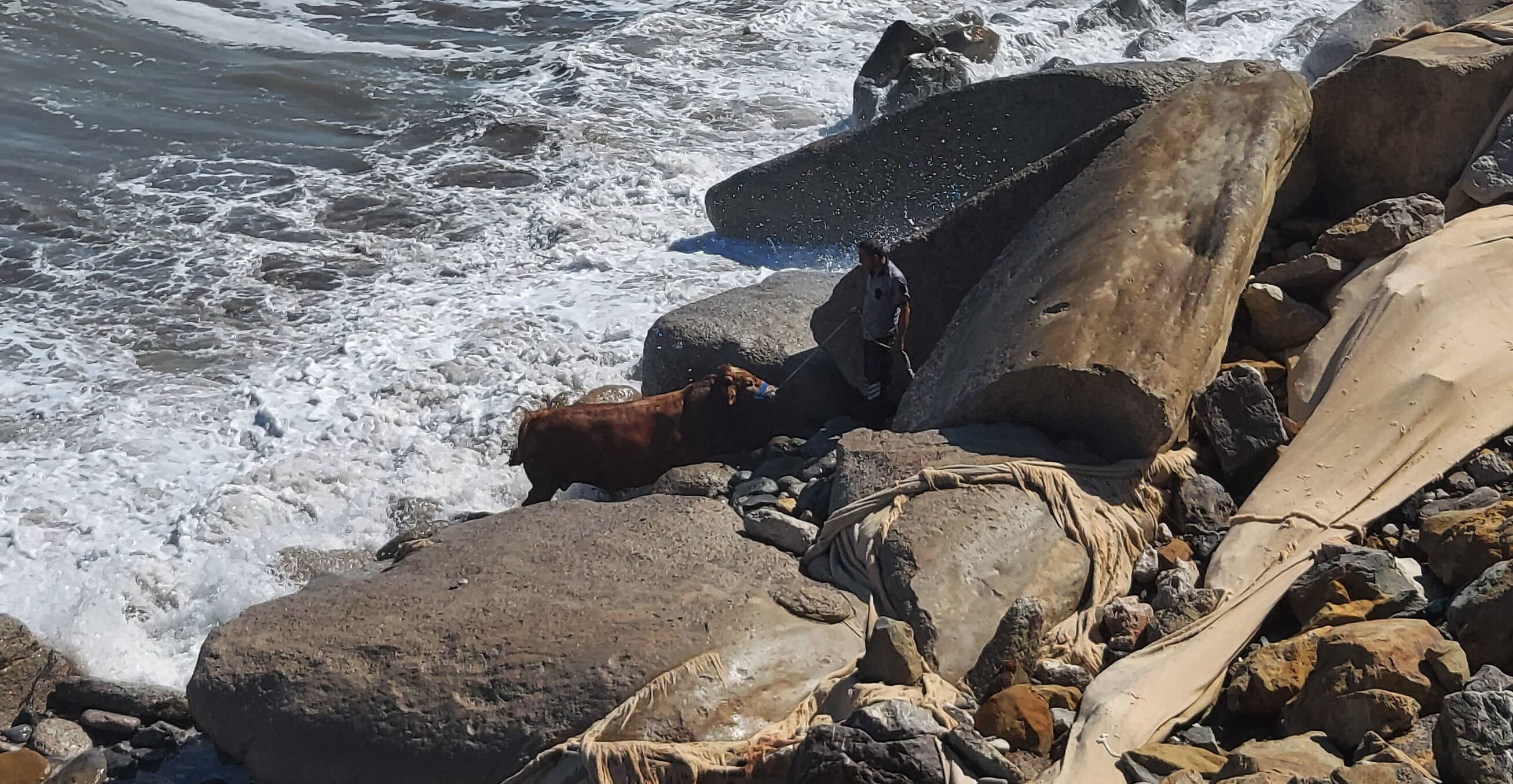 Zonguldak Kozlu'da kesime götürülen boğa kayalıkları aşarak denize kaçtı! Zonguldak Kozlu'da kesime götürülen boğa kayalıkları aşarak denize kaçtı! - 1. Resim