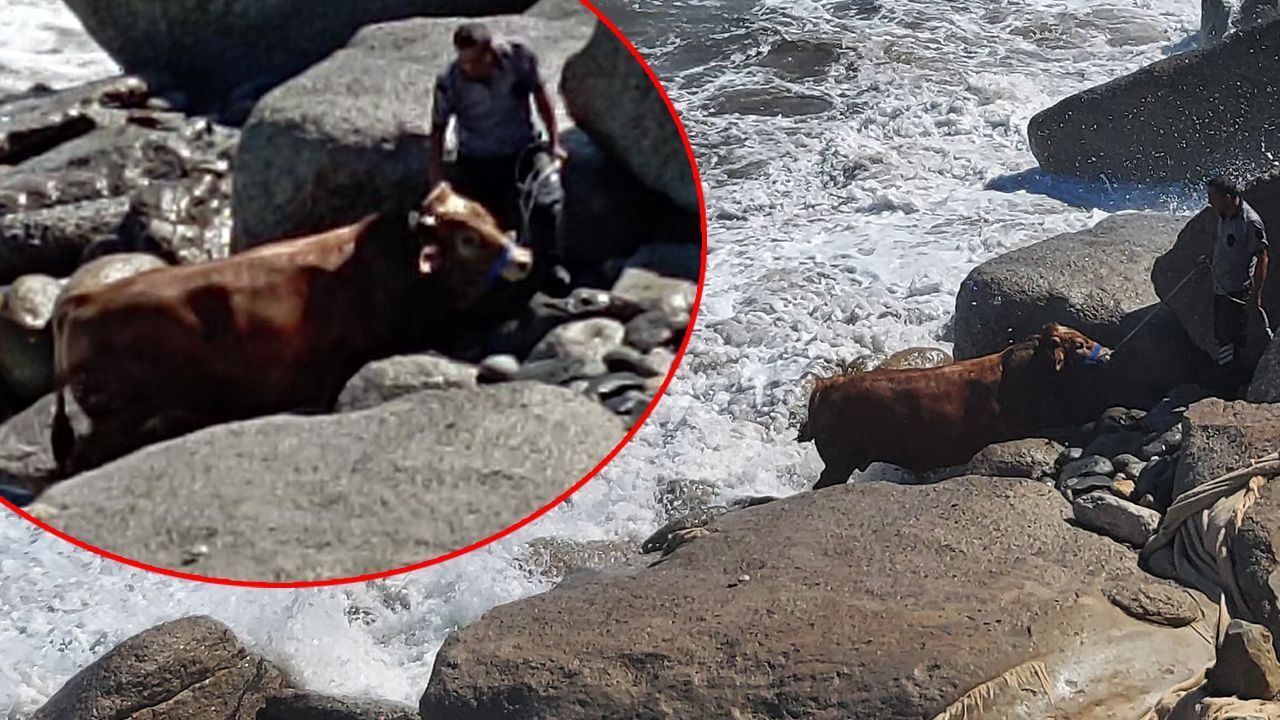 Zonguldak Kozlu'da kesime götürülen boğa kayalıkları aşarak denize kaçtı! - Gündem