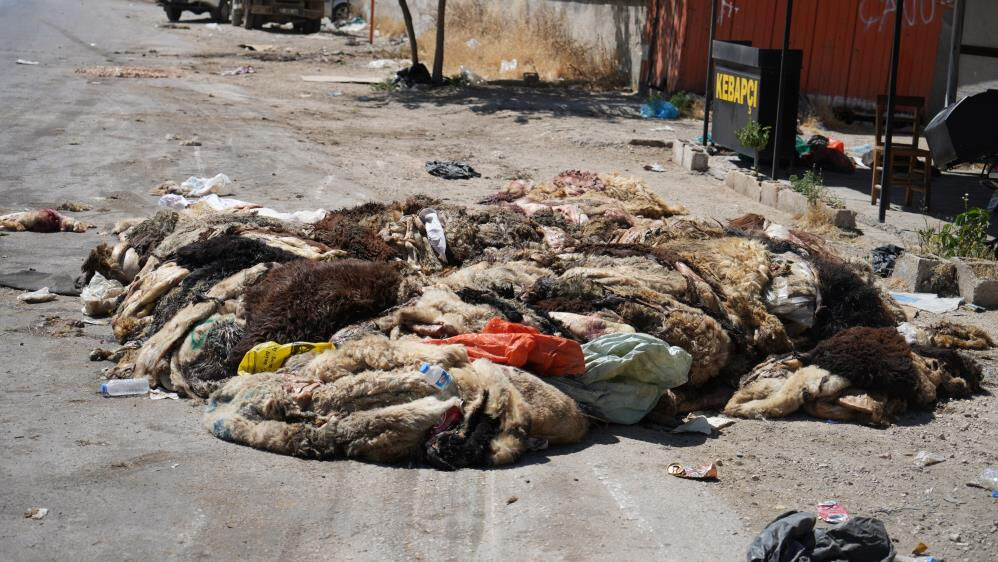 Gaziantep'te sokaklara atılan kurban artıkları hastalık tehlikesi saçıyor Gaziantep'te sokaklara atılan kurban artıkları hastalık tehlikesi saçıyor - 3. Resim