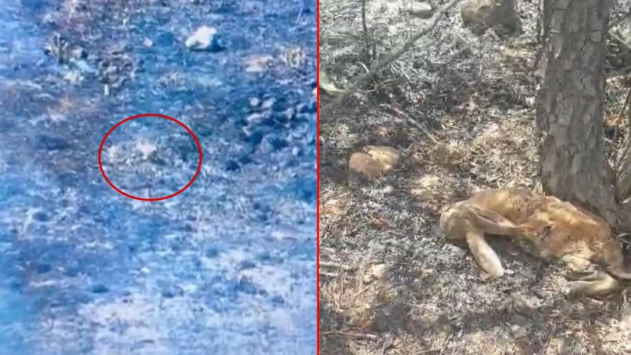 İzmir Seferihisar'daki yangından yürek sızlatan kareler... Çiçek Adası küle döndü - 2. Resim