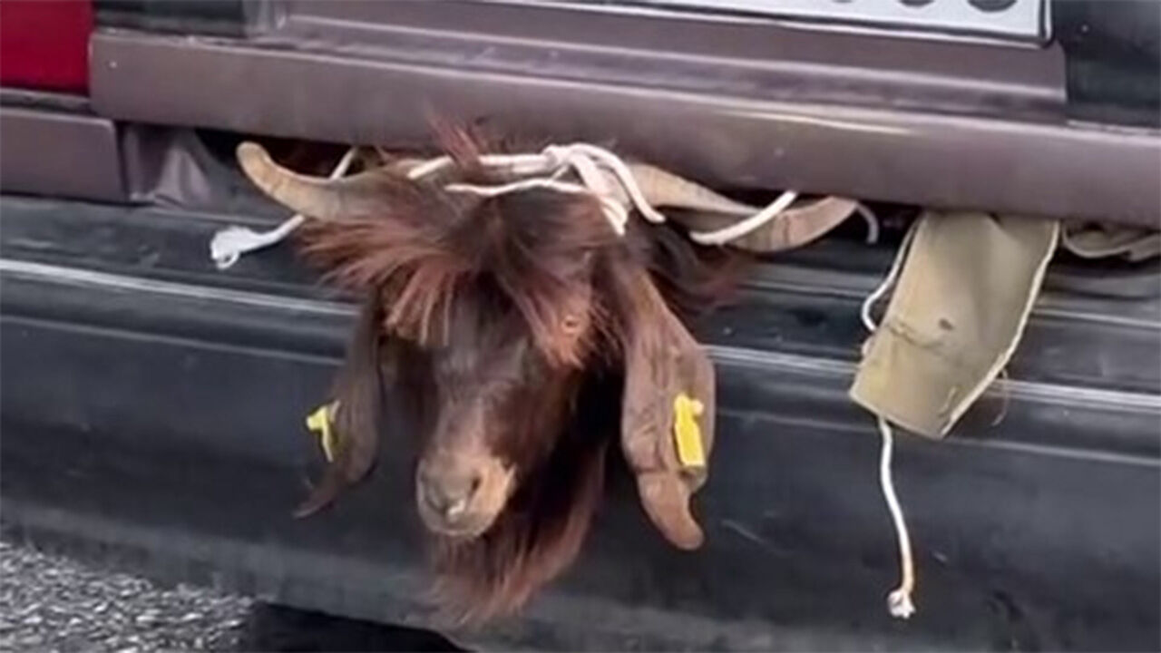 Antalya'da şaşkına çeviren görüntü! Otomobil bagajında kurbanlık keçi... - 1. Resim