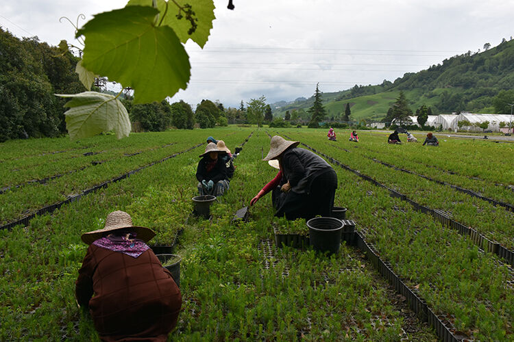 Trabzon Of'ta 3 milyon 500 bin fidan toprakla buluşacak - 2. Resim