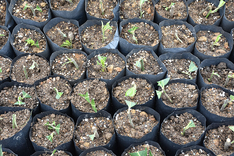 Trabzon Of'ta 3 milyon 500 bin fidan toprakla buluşacak - 4. Resim