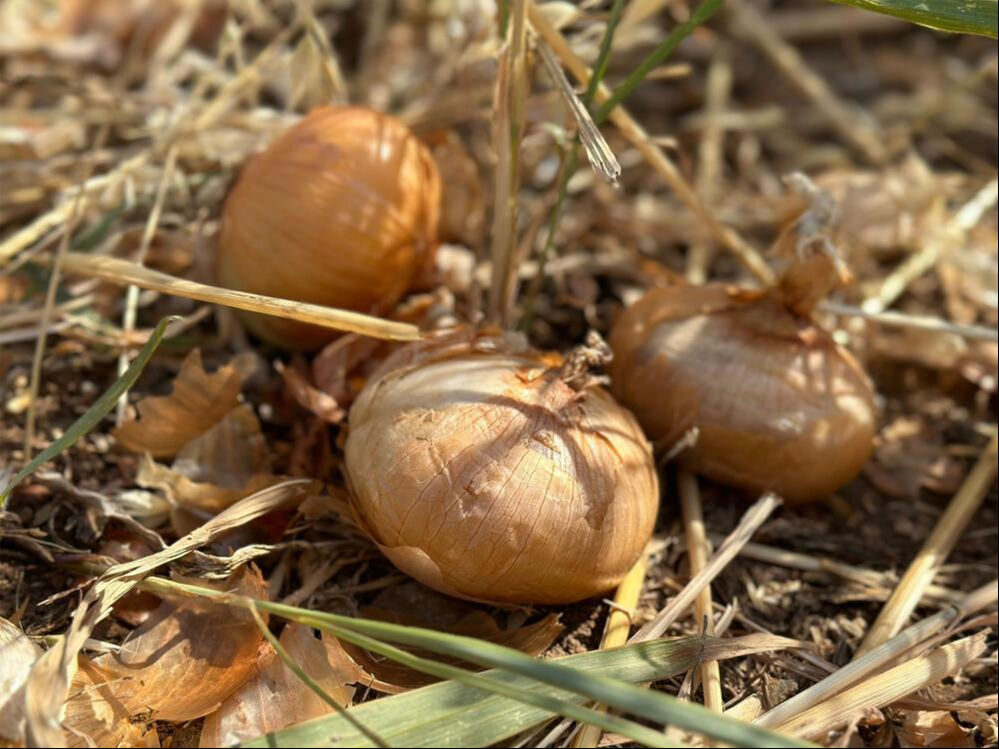 Mardin'de ürettiği soğanı satamayan çiftçi, tüm tarlayı hayrına dağıttı Mardin'de ürettiği soğanı satamayan çiftçi Mehmet Kaya hayrına dağıttı - 1. Resim