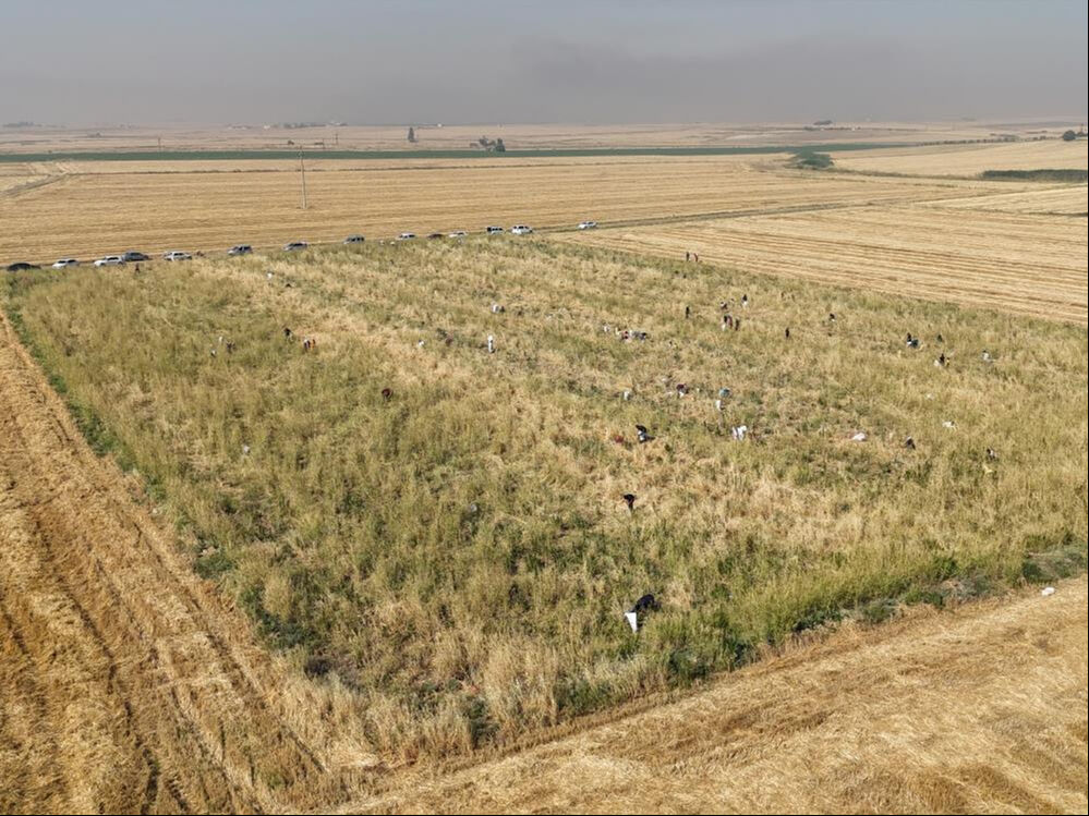 Mardin'de ürettiği soğanı satamayan çiftçi, tüm tarlayı hayrına dağıttı Mardin'de ürettiği soğanı satamayan çiftçi Mehmet Kaya hayrına dağıttı - 3. Resim