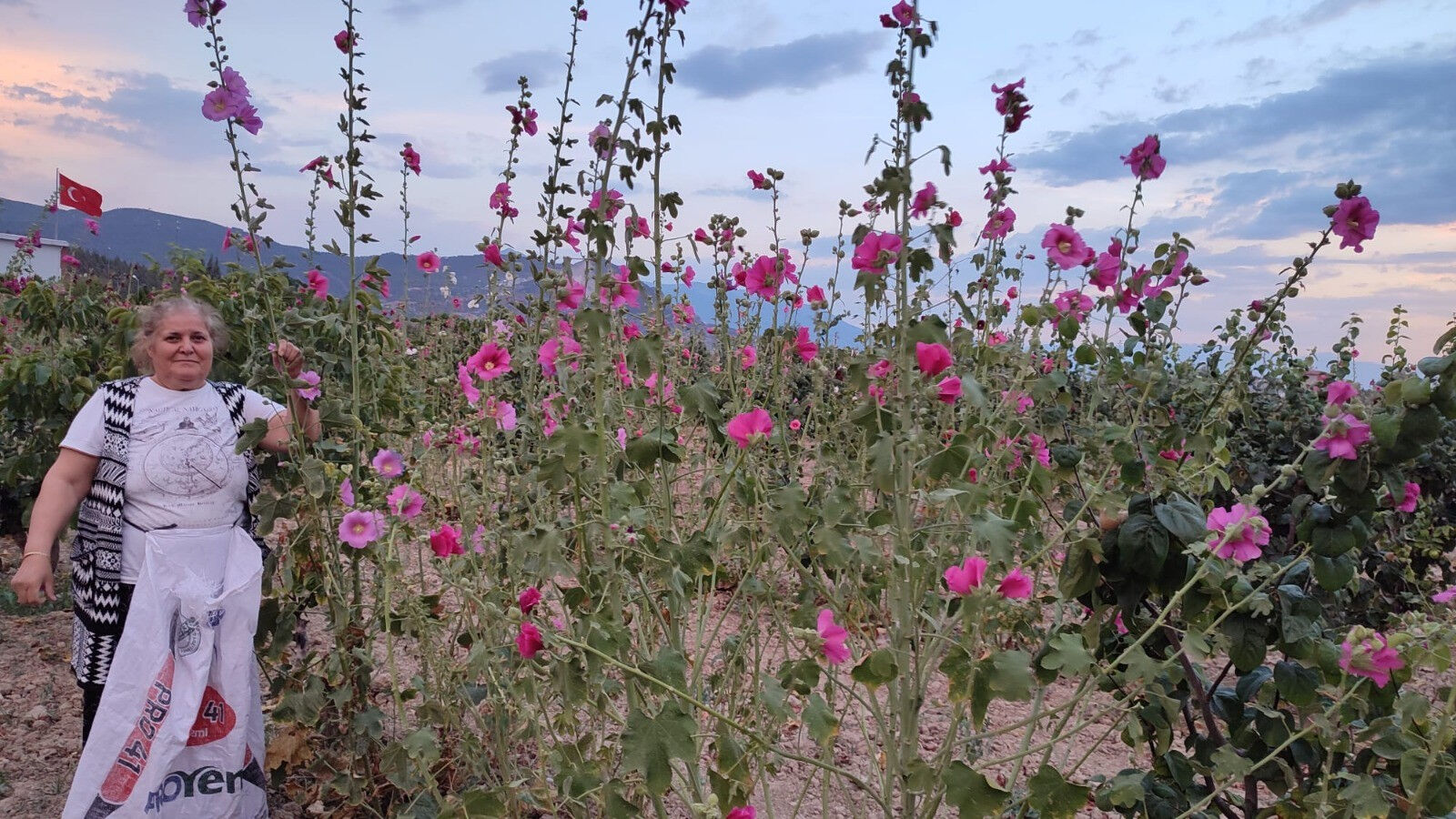 Şifa deposu deve gülünde hasat başladı! Kilosu toptanda 250 TL Şifa deposu deve gülünde hasat başladı! Kilosu toptanda 250 TL - 2. Resim