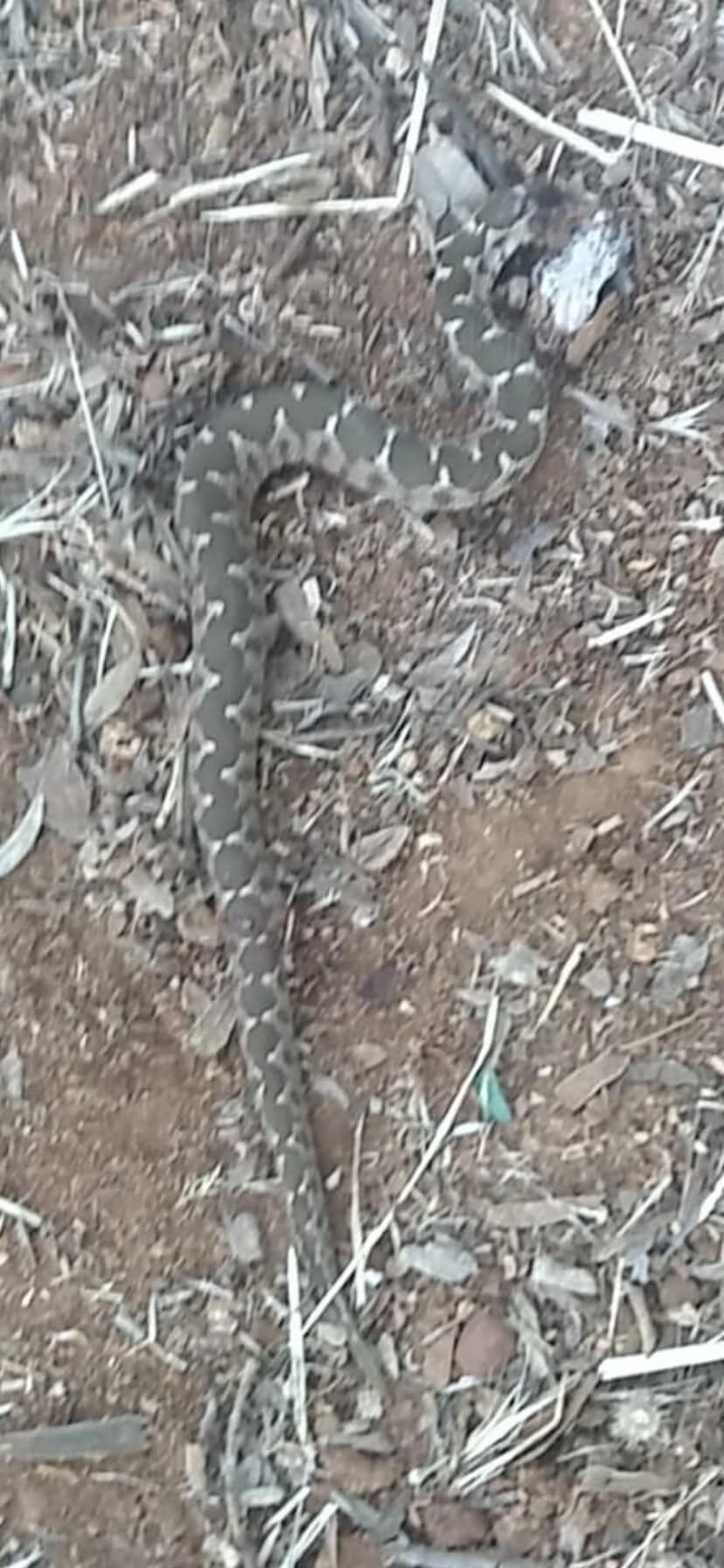 Yılanın ısırdığı eski MHP'li başkan ölümden döndü Yılanın ısırdığı eski MHP'li başkan ölümden döndü - 2. Resim