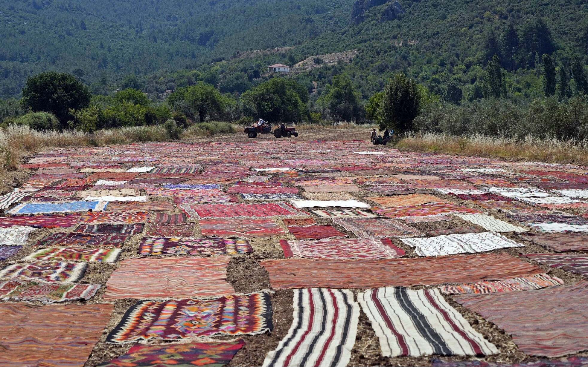 Binlerce ABD'linin gözü burada...Hepsi el emeği, göz nuru: 'Halı tarlası'nda görsel şölen! - 4. Resim