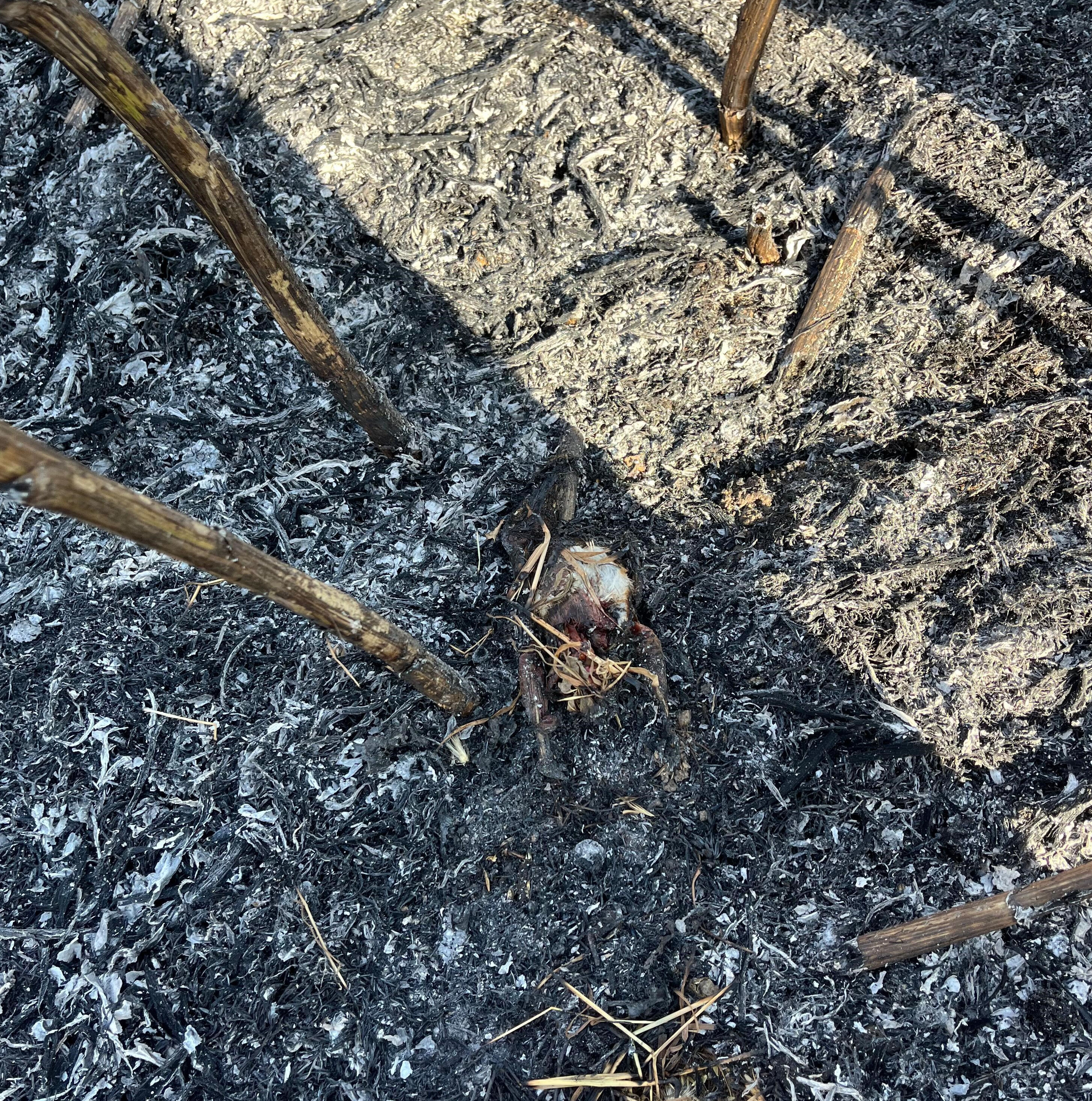 Elektrik direğine çarpan kuş tarlayı yaktı Elektrik direğine çarpan kuş tarlayı yaktı - 1. Resim