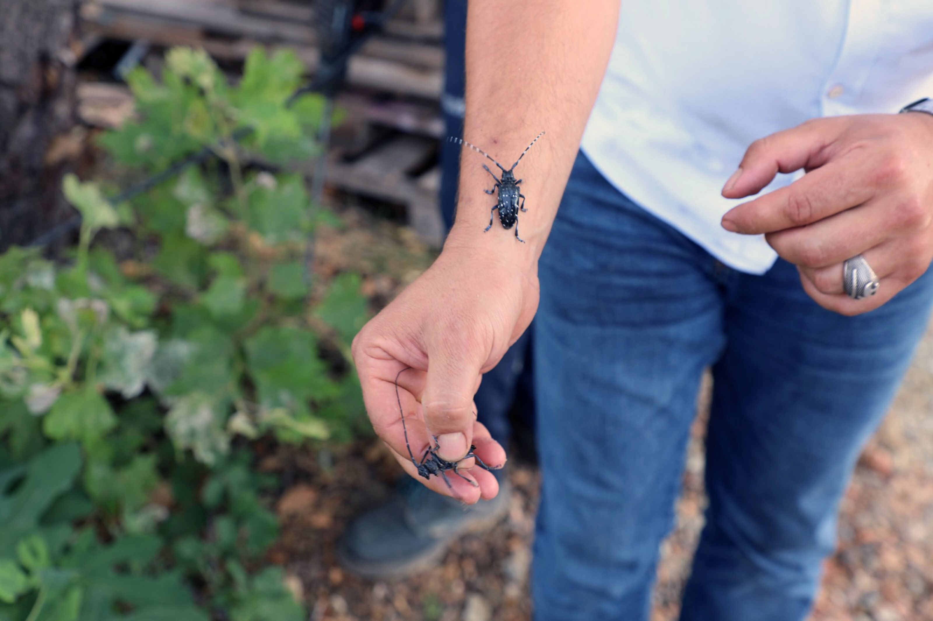 Karantinadaydı, Muğla'da ilk kez görüldü! Ekipler harekete geçti - 1. Resim