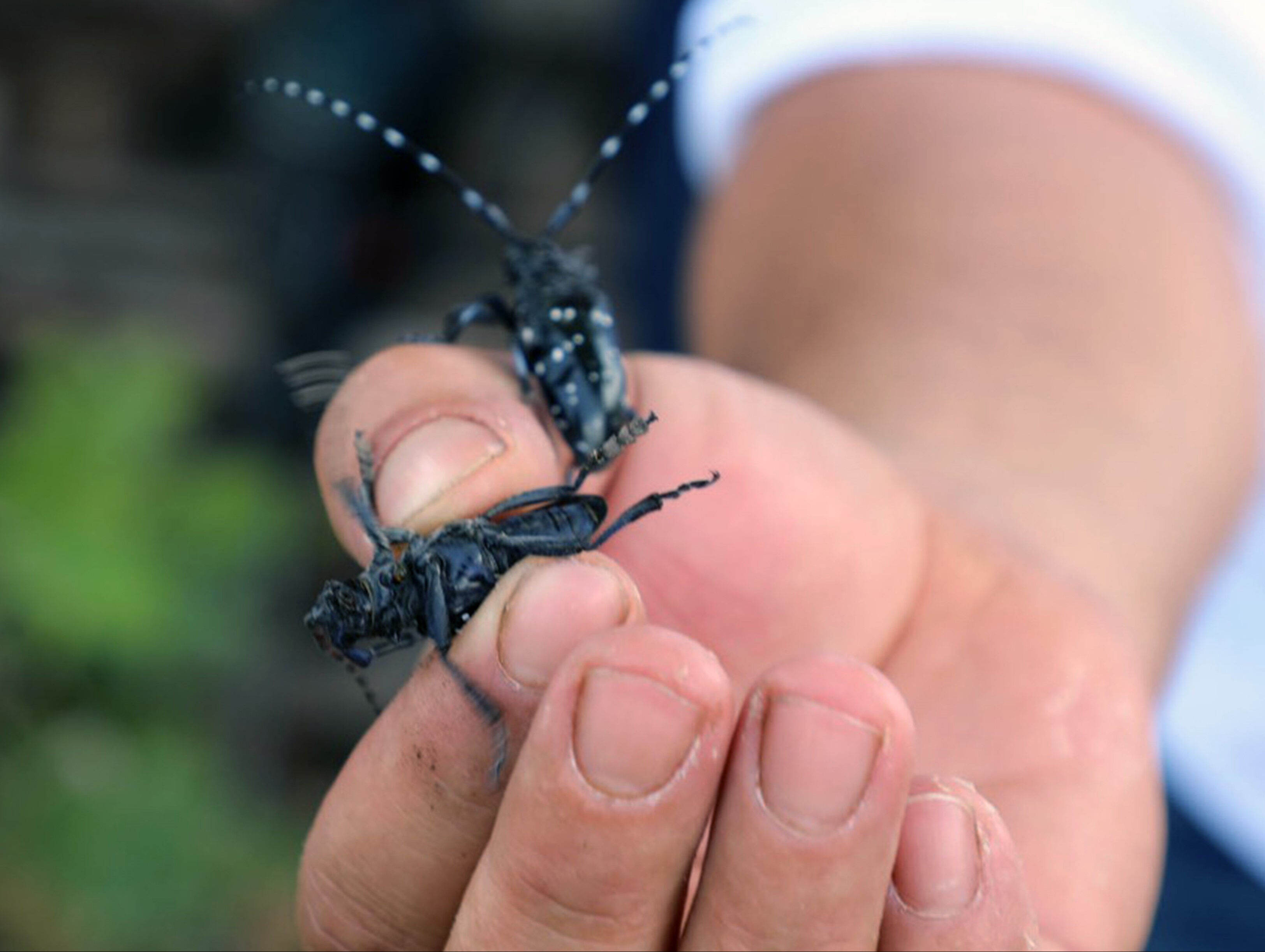 Karantinadaydı, Muğla'da ilk kez görüldü! Ekipler harekete geçti - 2. Resim