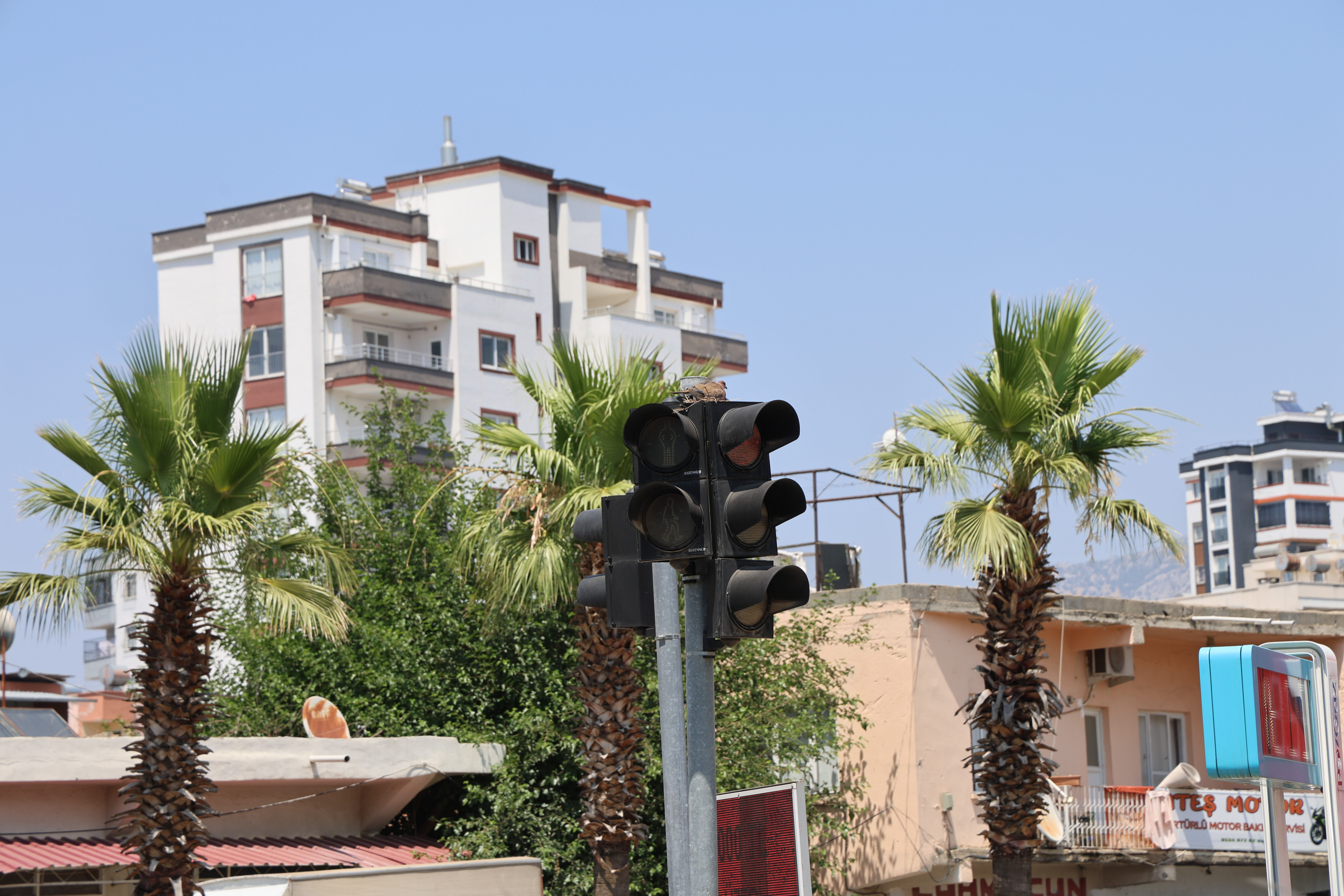 Annelik sıcaklara galip geldi! Adana'da açık alana yuva yapan kumru, yavrusunu 49 derece sıcaktan korudu - 1. Resim