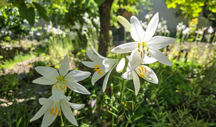 Bu çiçekten elde ediliyor, Tokat’ta üretiliyor! Baş ağrısında anında etkili, sivilceyi de yok ediyor Bu çiçekten elde ediliyor, Tokat’ta üretiliyor! Baş ağrısında anında etkili, sivilceyi de yok ediyor - 1. Resim