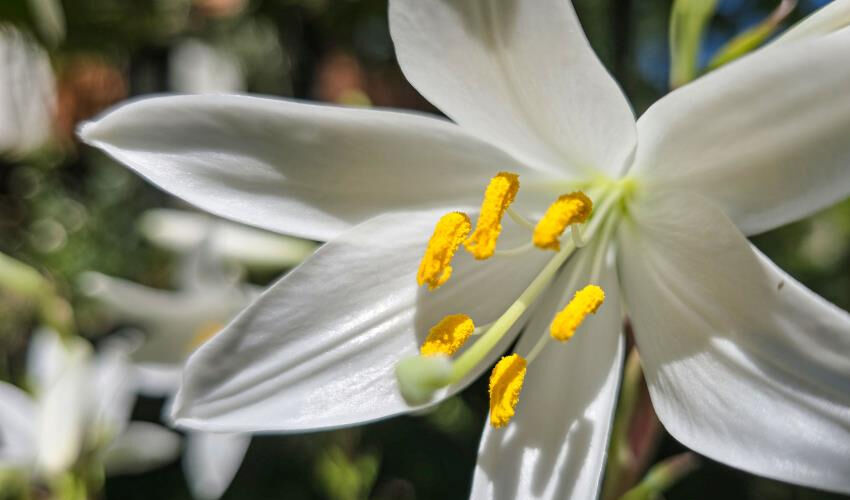 Bu çiçekten elde ediliyor, Tokat’ta üretiliyor! Baş ağrısında anında etkili, sivilceyi de yok ediyor Bu çiçekten elde ediliyor, Tokat’ta üretiliyor! Baş ağrısında anında etkili, sivilceyi de yok ediyor - 2. Resim