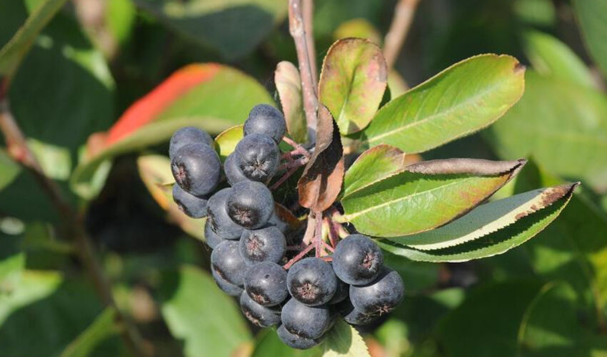 Oğlu ve torununun hastalığı nedeniyle üretmeye başladı! ‘Süper meyve’ diye biliniyor, faydası çok Oğlu ve torununun hastalığı nedeniyle üretmeye başladı! ‘Süper meyve’ diye biliniyor, faydası çok - 1. Resim