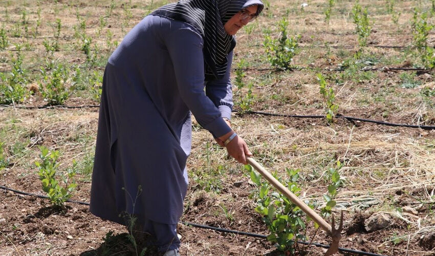 Oğlu ve torununun hastalığı nedeniyle üretmeye başladı! ‘Süper meyve’ diye biliniyor, faydası çok Oğlu ve torununun hastalığı nedeniyle üretmeye başladı! ‘Süper meyve’ diye biliniyor, faydası çok - 3. Resim