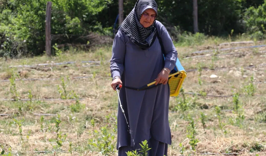 Oğlu ve torununun hastalığı nedeniyle üretmeye başladı! ‘Süper meyve’ diye biliniyor, faydası çok Oğlu ve torununun hastalığı nedeniyle üretmeye başladı! ‘Süper meyve’ diye biliniyor, faydası çok - 2. Resim