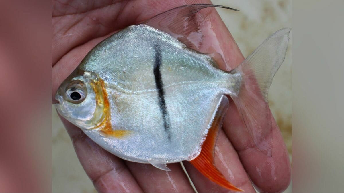 Yeni keşfedilen balığın adı Y&uuml;z&uuml;klerin Efendisi'nden se&ccedil;ildi: &Ouml;zellikleri Sauron'a benziyor - 2. Resim