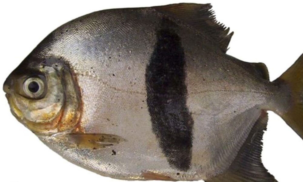 Yeni keşfedilen balık t&uuml;r&uuml;ne Orta D&uuml;nya'dan isim! &Ouml;zellikleri Sauron'a benzetildi - 1. Resim