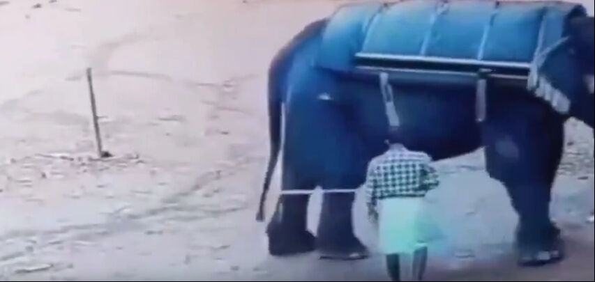 Hindistan'da dehşet veren görüntüler! Fil saniyeler içinde bakıcısını dümdüz etti - 1. Resim