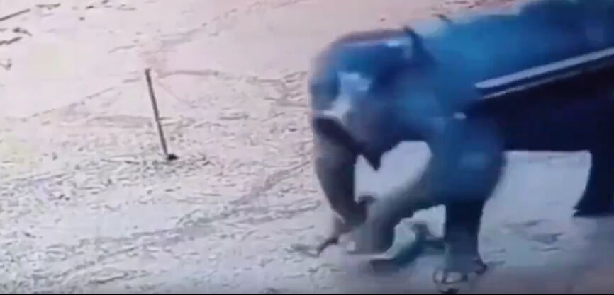 Hindistan'da dehşet veren görüntüler! Fil saniyeler içinde bakıcısını dümdüz etti - 2. Resim